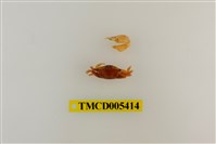 藏品(四角丑招潮蟹)的圖片